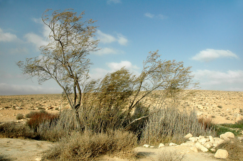 Файл:Колодцы Лоц.jpg