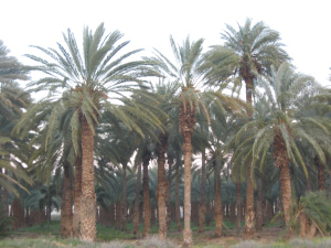 Файл:Галгал пальмы.jpg