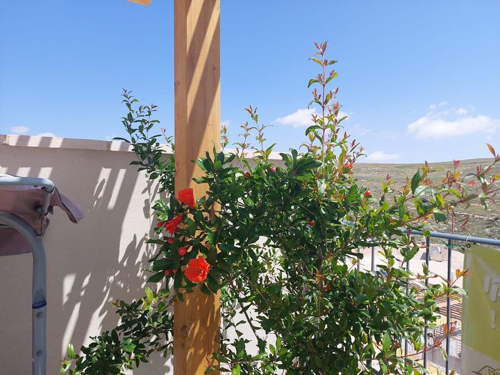 Файл:Цветущий гранат.jpg