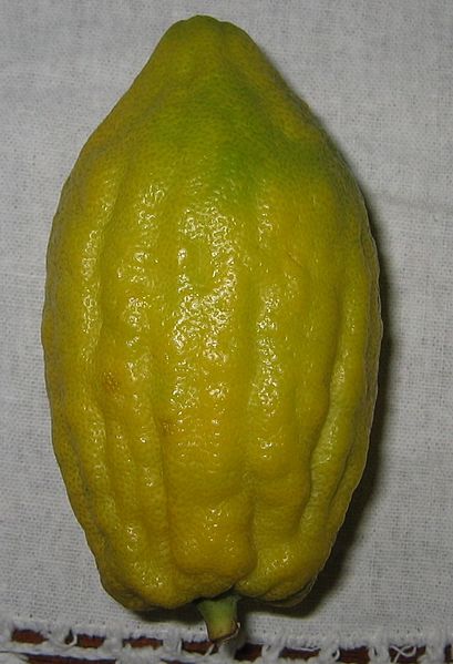 Файл:Etrog without Pitom.jpg