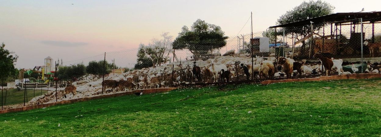 Живой уголок и детская площадка в Шаарей-Тиква, летнее утро 2014 года.