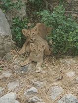 Львята, родившиеся в 2020 г. в Библейском зоопарке в Иерусалиме.