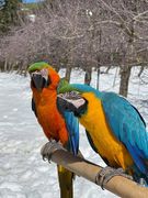 Попугаи на Голанских высотах, февраль 2021 г. Фото Alon Guida.