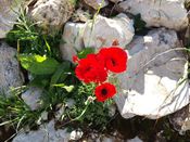 Весна в Иудейской пустыне. Фото Вадима Бугаенко.