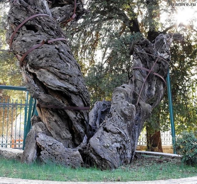 Файл:Дуб Авраама.jpeg