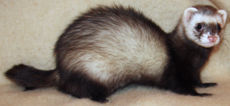 Файл:Ferret 2008.png