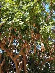 Лес Рош hа-Айн. Фото Петра Розенблата.