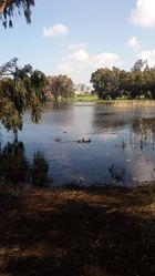 Зимний пруд в Нетании. Фото Елены Выходец.