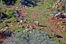 Дикие кабаны в Ариэле, 2018 г. Фото Михаила Гольдштейна.