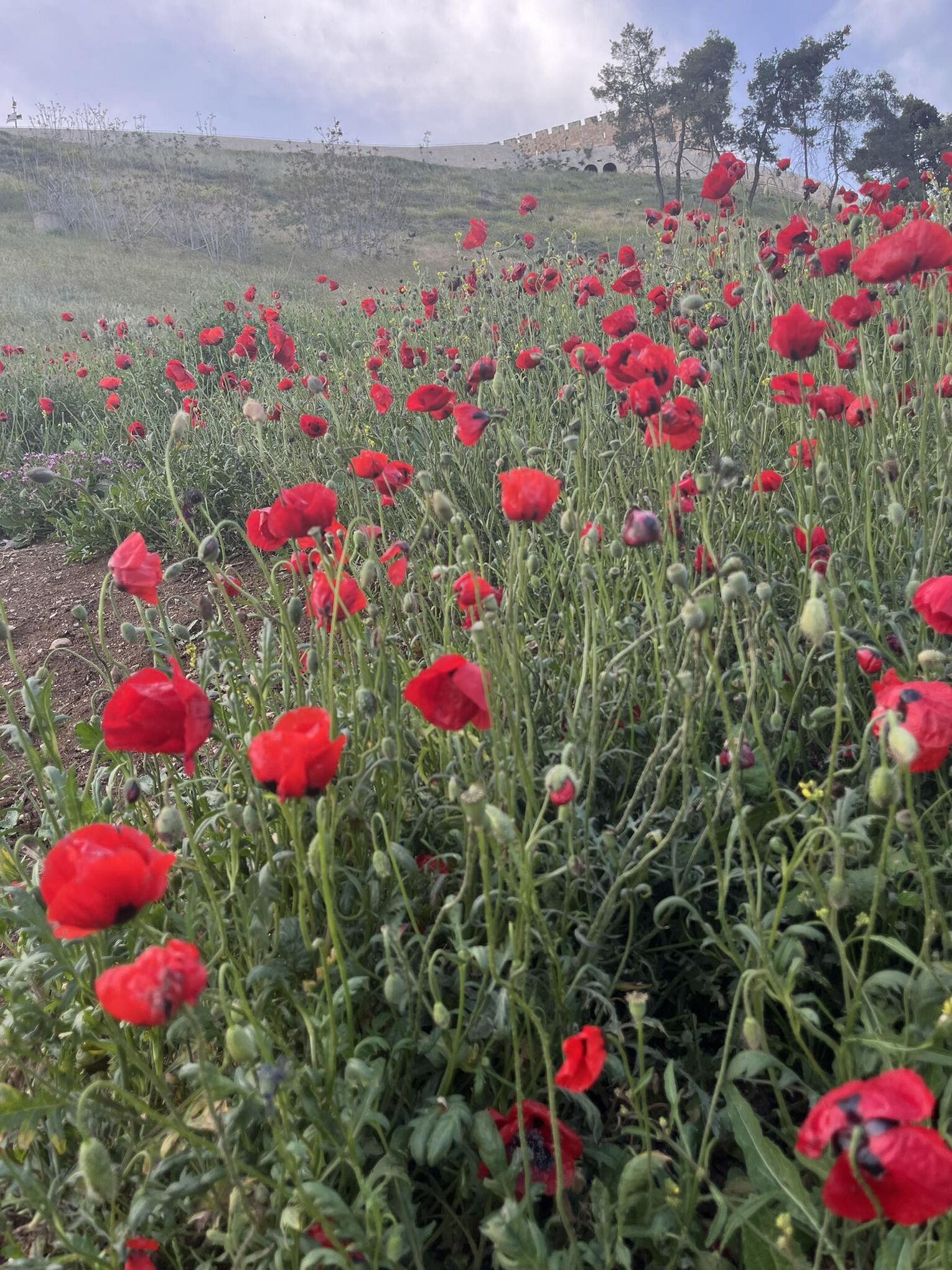 Вид на Старый город из долины Кидрон, 15 апреля 2026 г. Фото Елены Шапиро.