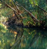 Река Иордан возле плотины Дгания, где христианские паломники в неё окунаются