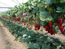 Клубника близ Гедеры. Фото Игоря Пекера.