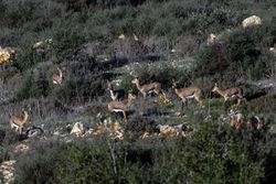Олени в Самарии. Фото Михаила Гольдштейна.