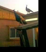 Утро в парке в посёлке Шаарей-Тиква.