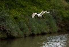 Чайка над Ярконом. Фото Михаила Гольдштейна.