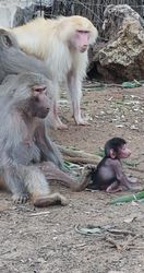 Павианы в зоопарке "Сафари". Фото Софьи Звагельской.