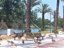 Парк Леуми в Рамат-Гане. Фото Анны Кацнельсон.