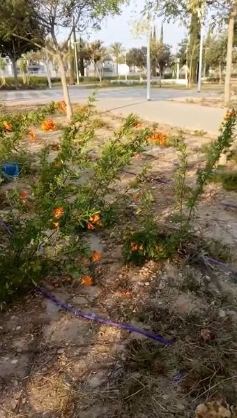 Файл:Парк в Офаким.JPG