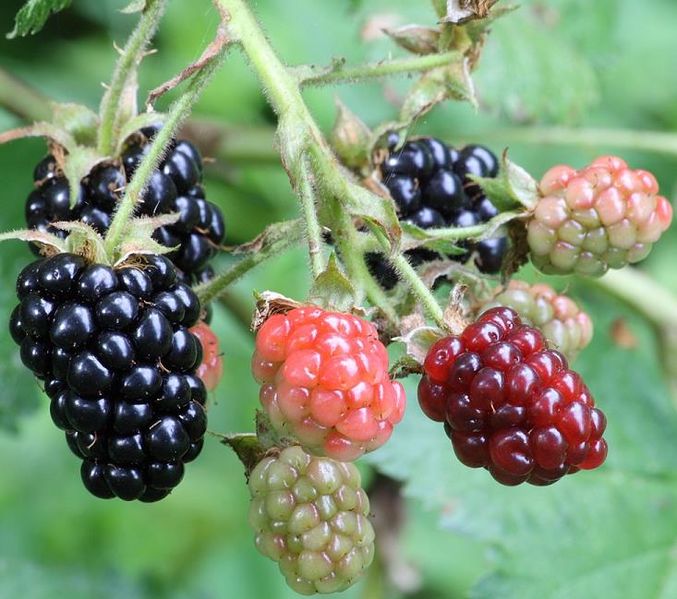 Файл:Ripe, ripening, and green blackberries.jpg