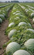 Арбузное поле в Израиле. Фото Дианы Барреры.