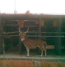 В живом уголке посёлка Шаарей-Тиква.