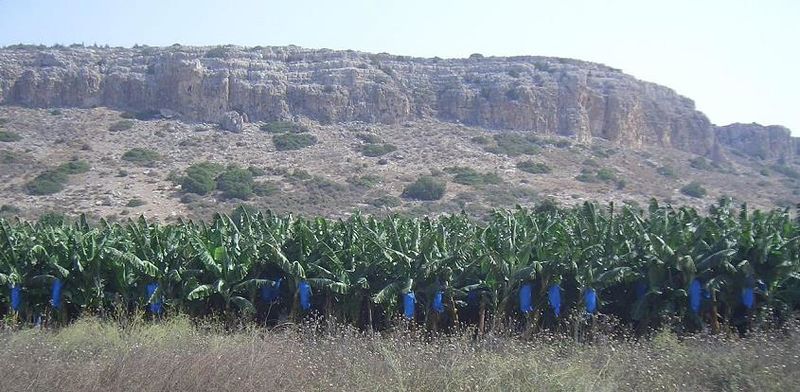 Файл:Bananas near Ma'agan Michael.jpg