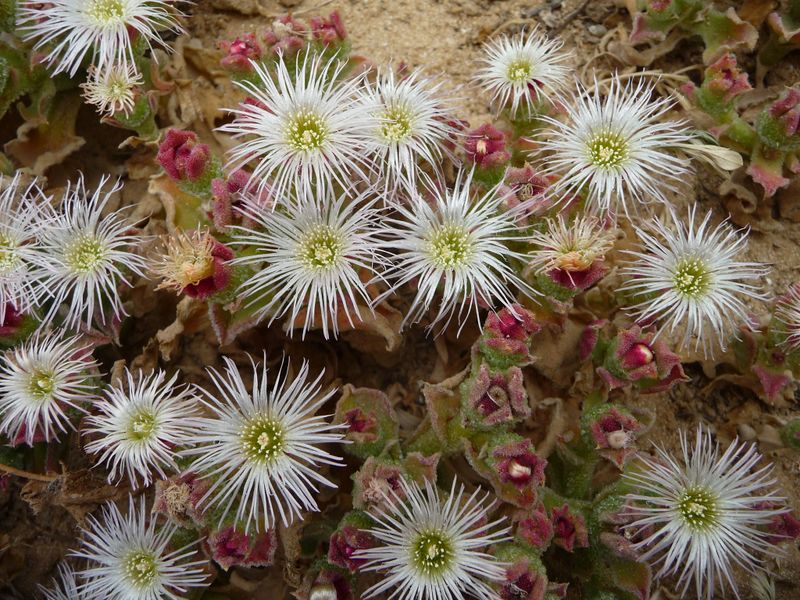 Файл:Мезембриантемум хрустальный.jpg