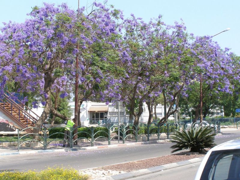 Файл:Гиват Ольга.jpg