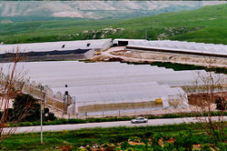 Теплицы в поселении. Фото из ЖЖ Суперглаза