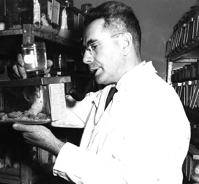 Файл:Isaac Berenblum 1951.jpg