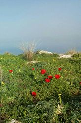 Анемоны на горе Арбель в Галилее. Фото И. Пекера.