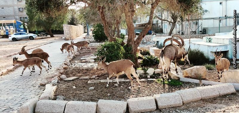 Файл:НубийскиеКозлыВМицпеРамон.jpg