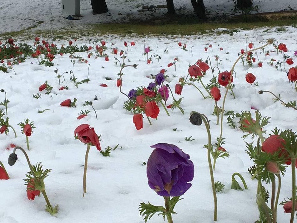 Анемоны в снегу, кибуц Саса. Фото: Аси Рубин. Публикация Ал Фридман
