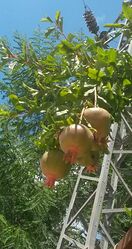 Гранаты в Ариэле. Фото Петра Розенблата.