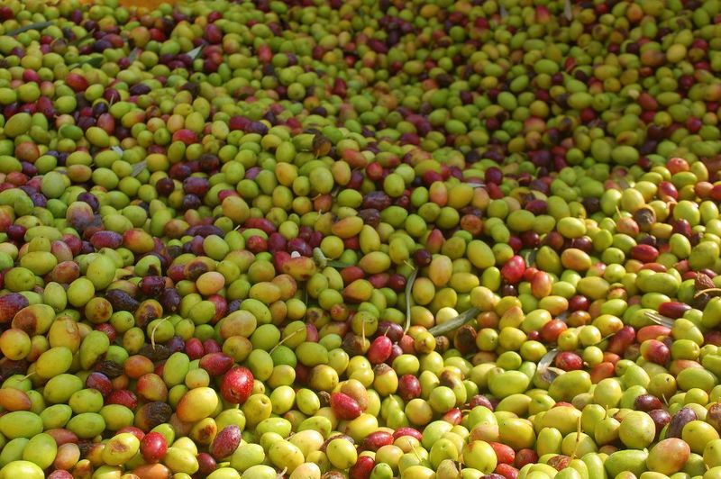 Файл:Olives in Israel.jpg