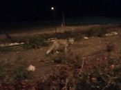 Лиса в Нокдим ночью. Фото Вадима Бугаенко.