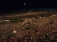 Лиса в Нокдим ночью. Фото Вадима Бугаенко.