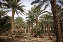 Пальмы в Йитаве. Фото из ЖЖ Ильи Лымаря.