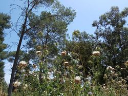 В лесу Бен-Шемен. Фото И. Пекера.