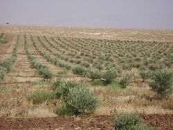 Оливковые плантации. Фото с сайта Моя олива