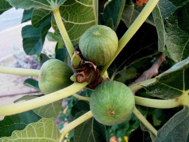 Файл:Ficus carica002.jpg