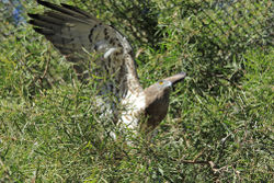 Змееяд у забора Ариэля. Фото Михаила Гольдштейна.
