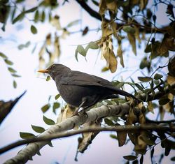 Чёрный дрозд в Ариэле. Фото Михаила Гольдштейна.
