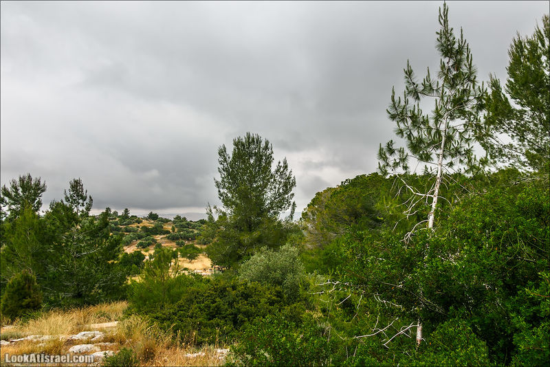 Файл:Неот Кдумим.jpg