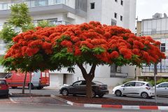 Цветущее дерево в Тель-Авиве. Весна 2019 г. Фото Елены Громовой.