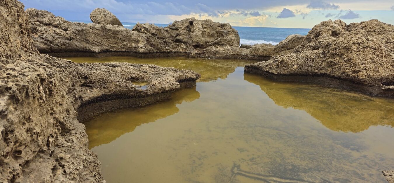 Заповедник Тель Дор, ноябрь 2025. Фото Игоря Волода.