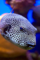 Под водой в Эйлатском заливе.