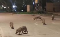 Шакалы ночью на улице в Герцлии в январе 2025 г.