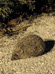 Ёжик в Иерусалиме. Фото Яны Бегун.